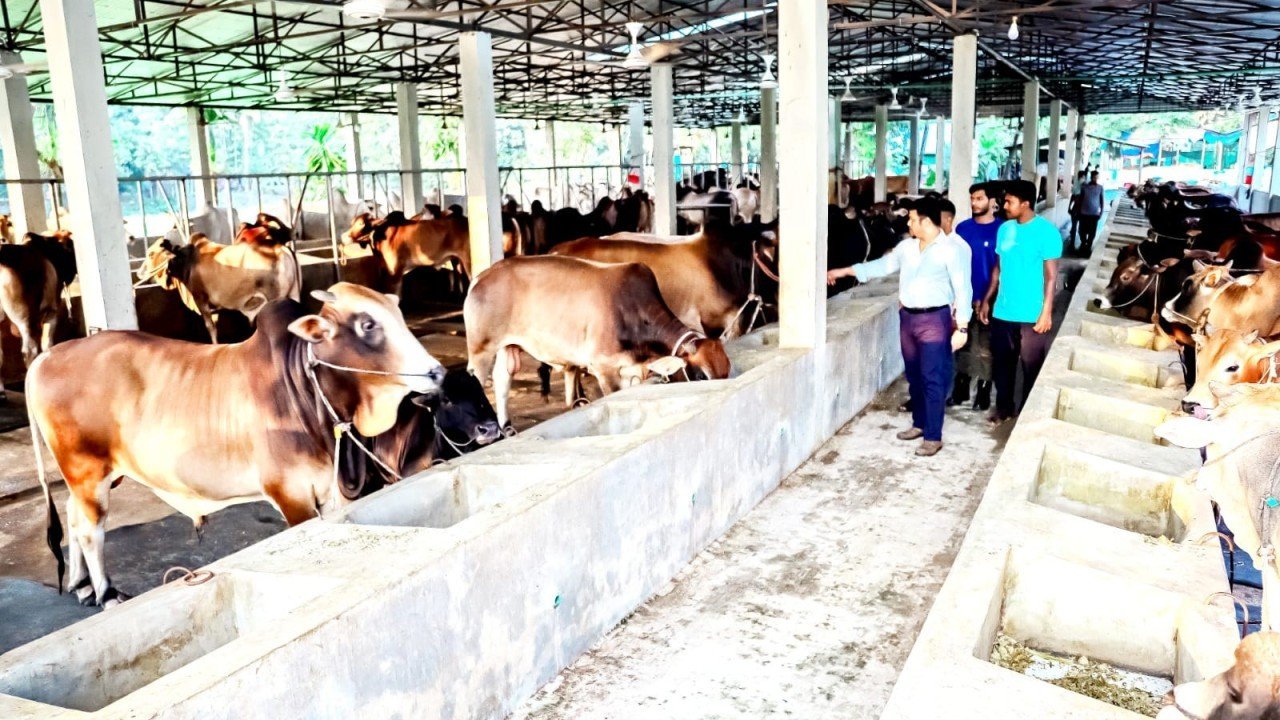 Modern cattle farming